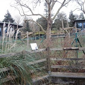 Monkey Heights - Diana monkey exhibit 050224