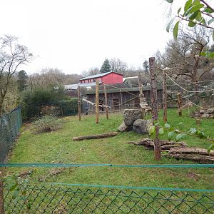 Monkey Heights - Sulawesi crested macaque exhibit 050224