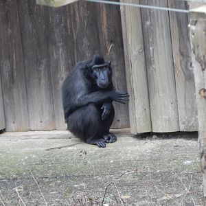 Monkey Heights - Sulawesi crested macaque 050224