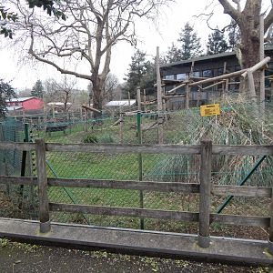 Monkey Heights - Diana monkey exhibit 050224