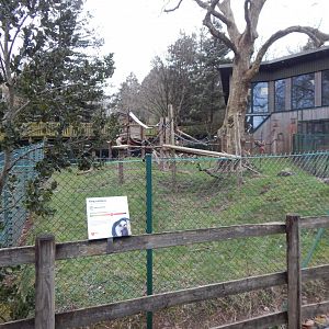 Monkey Heights - King colobus exhibit 050224