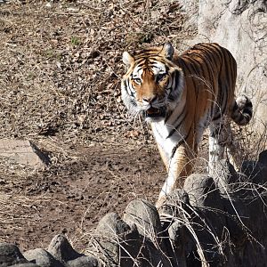 Siberian Tiger (Panthera tigris altaica)