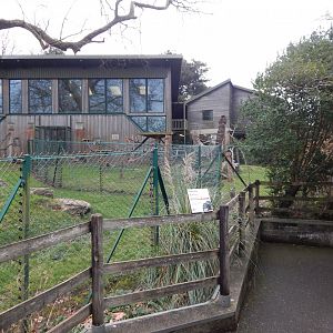 Monkey Heights - Cherry-crowned mangabey exhibit 050224