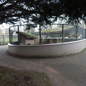 Dwarf mongoose exhibit 050224