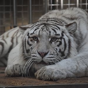 White tiger