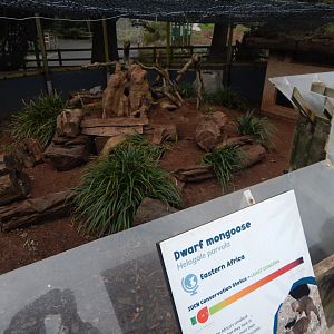 Dwarf mongoose enclosure 050224