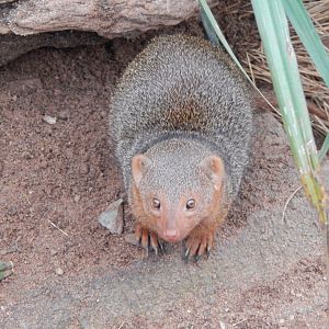 Dwarf mongoose 050224