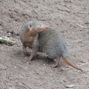 Dwarf mongoose 050224