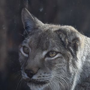 Eurasian lynx (Lynx lynx)