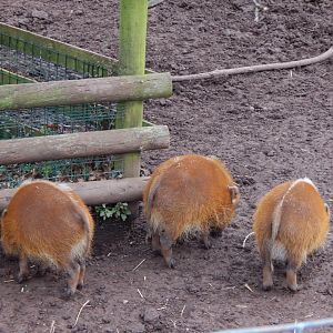 Red river hog juveniles 050224