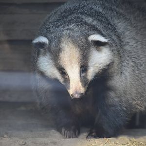 Asian badger (Meles leucurus)