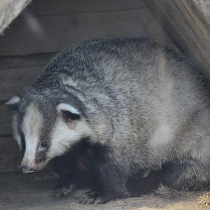 Asian badger (Meles leucurus)