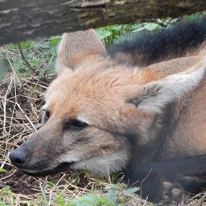 Maned wolf 050224