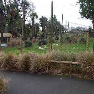 Roseate spoonbill aviary 050224