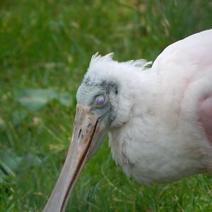 Roseate spoonbill 050224