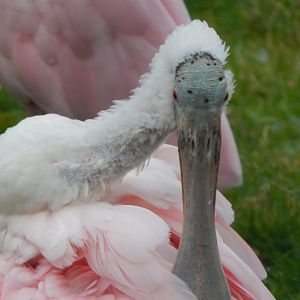 Roseate spoonbill 050224