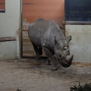 Eastern black rhinoceros 050224