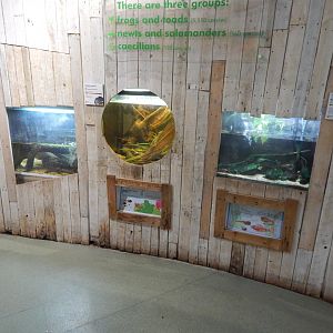 Amphibian Ark - Aquatic caecilian/Laos warty newts/Luristan newts 050224