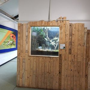 Amphibian Ark - Maranon poison frog exhibit 050224