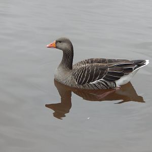 Western greylag goose 050224