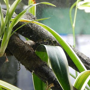 Amphibian Ark - Pebas stubfoot toad 050224