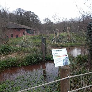 Western lowland gorilla exhibit 050224
