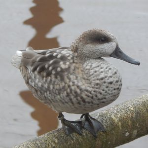 Marbled teal 050224