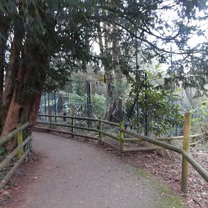 Ural owl aviary 050224