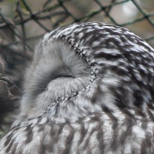 Ural owl 050224