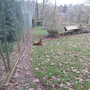 Sumatran tiger enclosure 050224