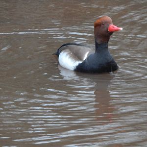 Red-crested pochard 050224