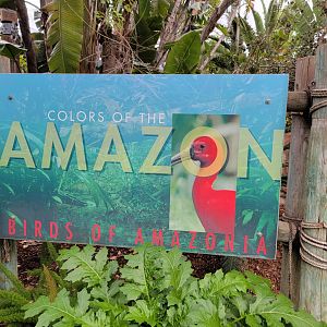 Santa Ana Zoo - Colors of the Amazon aviary
