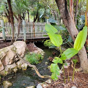 Santa Ana Zoo - Colors the Amazon aviary, pair of Laysan ducks