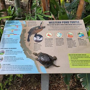 Santa Ana Zoo - Colors the Amazon aviary, Western Pond Turtle info