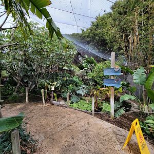 Santa Ana Zoo - Colors the Amazon aviary