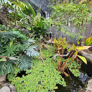 Santa Ana Zoo - Colors the Amazon aviary