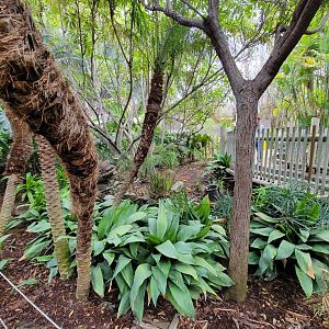 Santa Ana Zoo - Colors the Amazon aviary