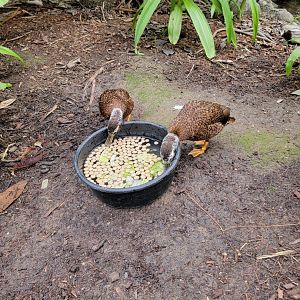 Santa Ana Zoo - Colors the Amazon aviary, pair of Laysan ducks