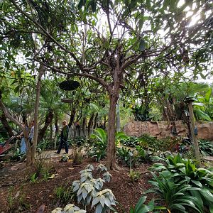 Santa Ana Zoo - Colors the Amazon aviary