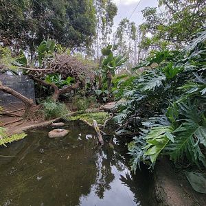 Santa Ana Zoo - Colors the Amazon aviary, Sunbittern