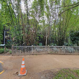 Santa Ana Zoo - Ocelot exhibits