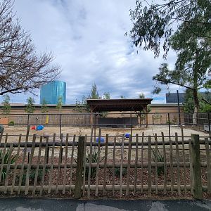 Santa Ana Zoo - Bactrian and Dromedary yard