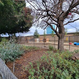 Santa Ana Zoo - Bactrian and Dromedary yard