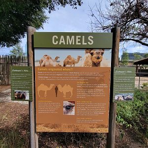 Santa Ana Zoo - Incorrect camel info