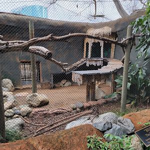 Santa Ana Zoo - Binturong exhibit