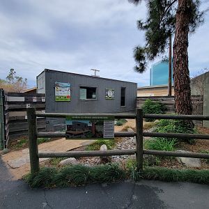 Santa Ana Zoo - Mountain yellow-legged frog raising station