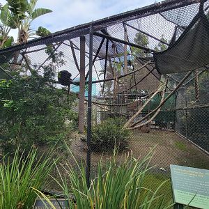 Santa Ana Zoo - Brown-headed spider monkey exhibit