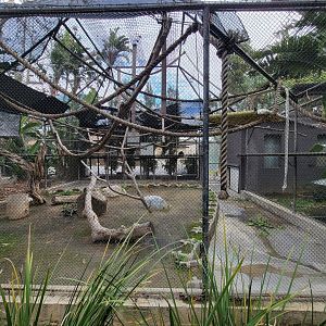 Santa Ana Zoo - Lar gibbon exhibit