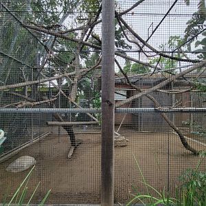 Santa Ana Zoo - Golden-headed lion tamarin exhibit