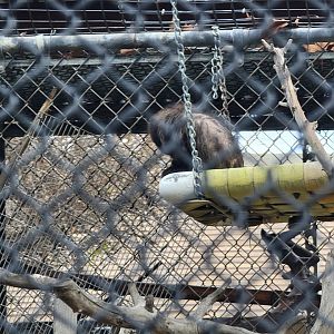 Santa Ana Zoo - Crested capuchin in poor condition